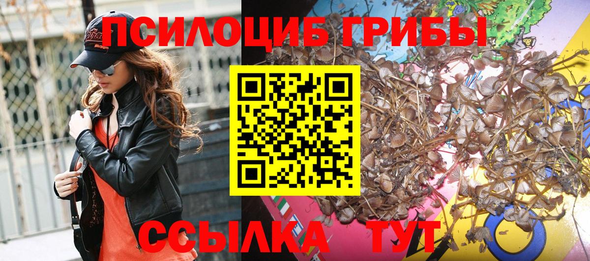 Псилоцибиновые грибы Psilocybe Вышний Волочёк